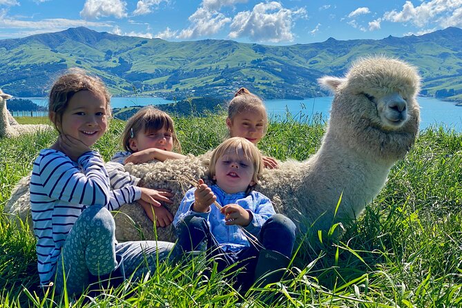 Shamarra Alpaca Farm Tours - A good family activity, with limits for very young children