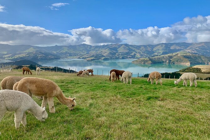 Shamarra Alpaca Farm Tours - The price: good value for a focused hour