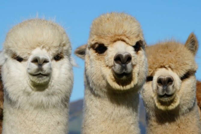 Shamarra Alpaca Farm Tours - Getting there from Akaroa, Christchurch, or a cruise ship