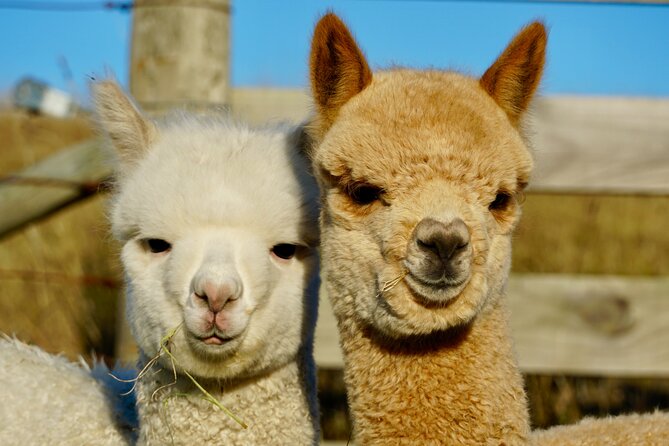 Shamarra Alpaca Farm Tours - Pairing the farm with an Akaroa day