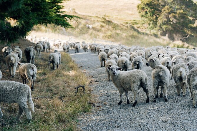 Sheep Farm Day Trip from Christchurch + Lunch and Winery visit. - Louise’s Lookout and the grazing-plate lunch