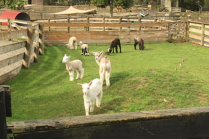 Sheep Shearing and Auckland City Highlights Tour with Lunch - Auckland Domain, Wintergardens, and Parnell