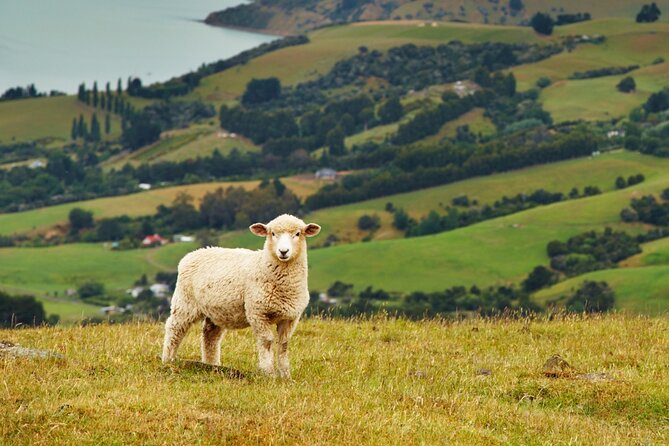 Sheep Shearing and Auckland City Highlights Tour with Lunch - Mission Bay, St Heliers, and Achilles Point