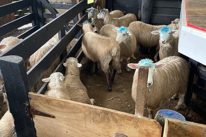 Sheep World Country Tour from Auckland - Inside Sheepworld Farm Park