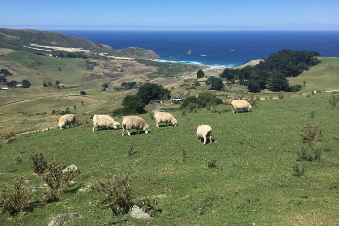 Shore Excursion: Dunedin City, Otago Peninsula, Castle Gardens & Olveston Tour - The Otago Peninsula drive is part of the attraction