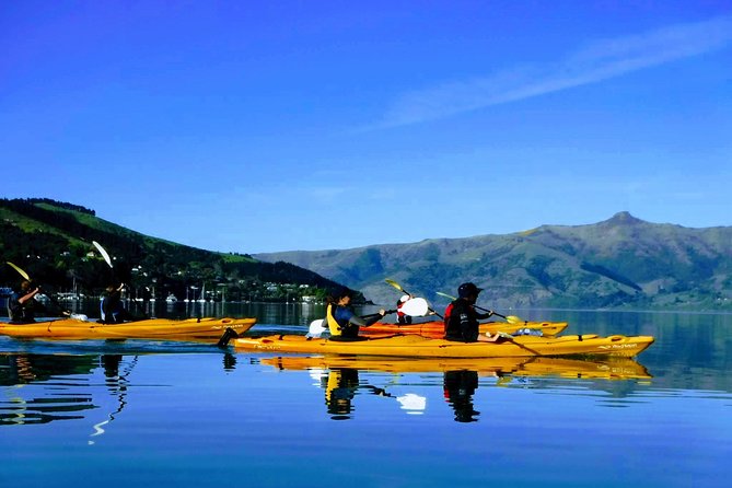 Shore Excursion Guided Sea Kayaking through Akaroa Marine Reserve - Key points to know before paddling out