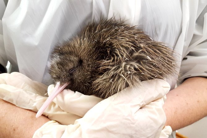 Skip the Line: Franz Josef Wildlife Center Ticket with Optional Backstage Pass - The Backstage Pass and what it adds