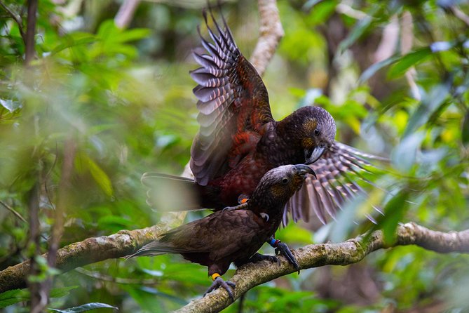 Small Group Daytime 2-Hour Eco Wildlife Tour at Zealandia - Key points to know