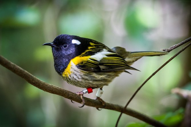 Small Group Daytime 2-Hour Eco Wildlife Tour at Zealandia - The birds you may hear before you see