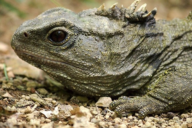 Small Group Daytime 2-Hour Eco Wildlife Tour at Zealandia - Is $43.44 good value?
