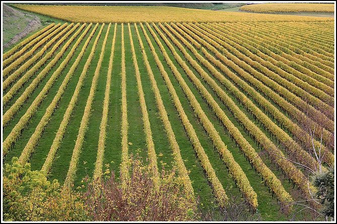 Small Group - Half-Day Hawke's Bay Winery Tour - What the tastings are really like