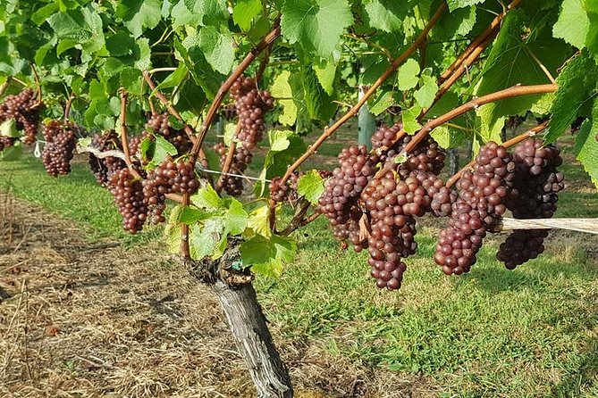 Small-Group Kumeu Wine Country Tour with Wine Tastings & Lunch - Key points to know before you book