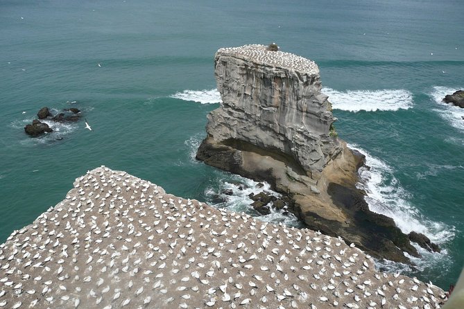 Small-Group Kumeu Wine Country Tour with Wine Tastings & Lunch - Muriwai Beach: black sand and a change of pace