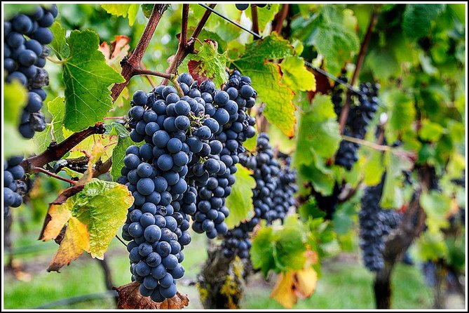 Small group - Napier Premium Wineries+ Beer tour -5.0 - 5.5 hours - Three wineries reveal the range of Hawke’s Bay