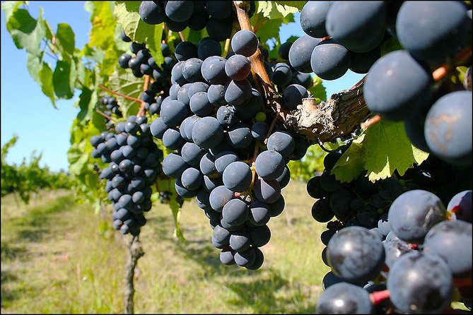 Small group - Napier Premium Winery , Beer & Cider + 5.5h to 6h. - The guides make the difference
