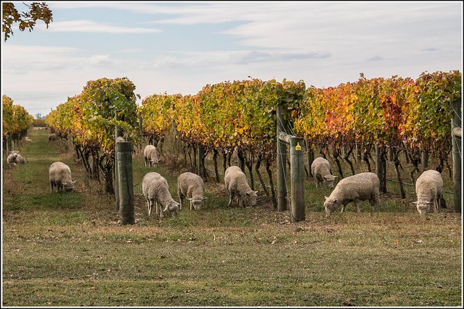 Small group - Napier Premium Winery , Beer & Cider + 5.5h to 6h. - Three wineries, three different views of Hawke’s Bay wine