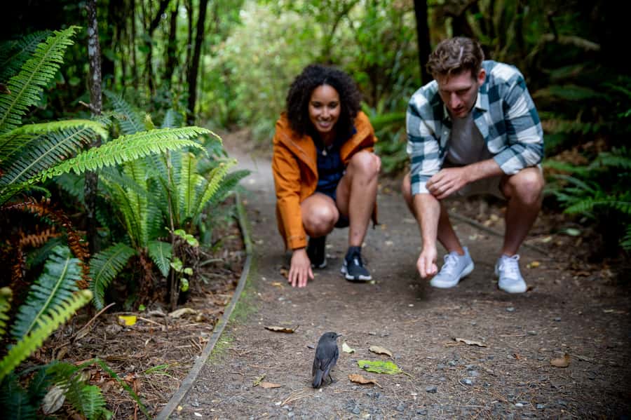 Stewart Island: Ulva Island Guided Wilderness Walk & Cruise - Birdwatching, with realistic expectations