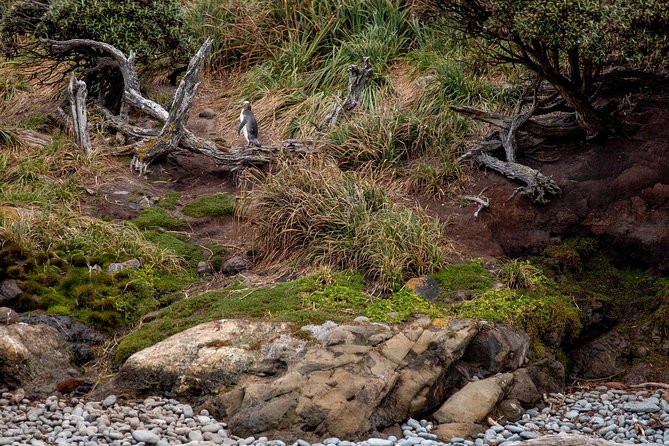 Stewart Island: Wild Kiwi Experiences - Little Glory Cove and the torchlit forest walk