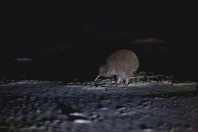 Stewart Island: Wild Kiwi Experiences - What to wear for a quiet night in the bush