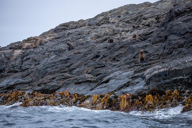 Stewart Island: Wild Kiwi Experiences - Who should book this evening?