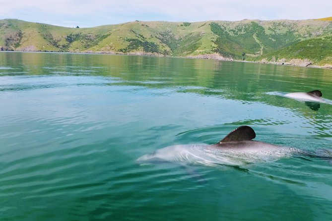 Sunrise wildlife sea kayaking in Akaroa marine reserve - Why sunrise suits Akaroa Harbor