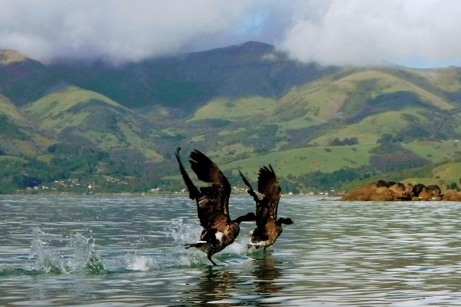 Sunrise wildlife sea kayaking in Akaroa marine reserve - Photos and refreshments included