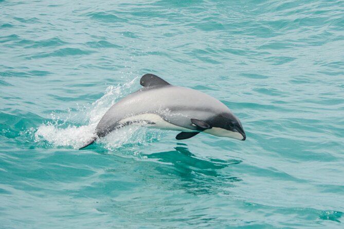 Sunrise wildlife sea kayaking in Akaroa marine reserve - Is $96.19 a fair price?