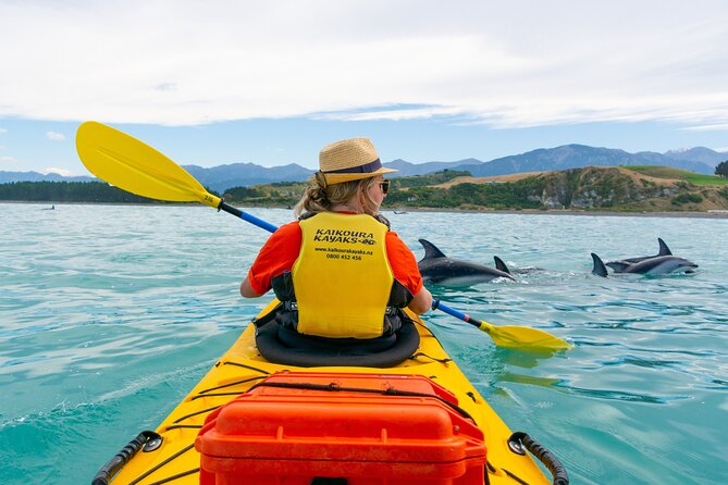 Sunset Evening Kayaking Tour - Kaikoura - The possibility of Dusky Dolphins