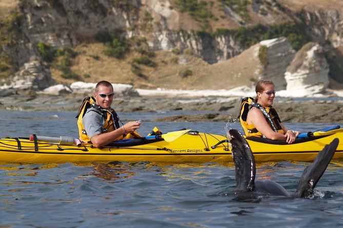 Sunset Evening Kayaking Tour - Kaikoura - What the guides add