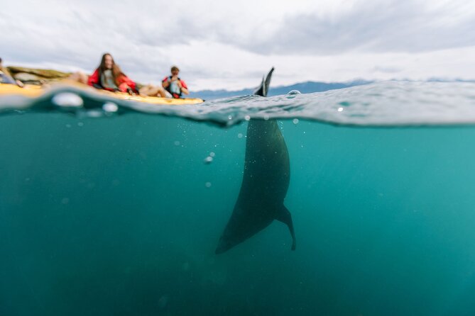 Sunset Kayak tour in Kaikoura - Why Kaikōura works so well from a kayak