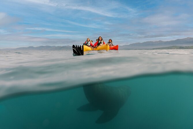 Sunset Kayak tour in Kaikoura - Fur seals, penguins, albatross, and possible dolphins