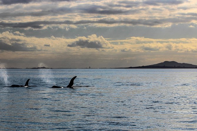 Sunset kayak tour to Rangitoto Island - Reaching the volcanic island after an hour on the water