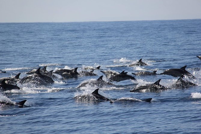 Swim With Wild Dolphins in Tauranga - Key points before you book