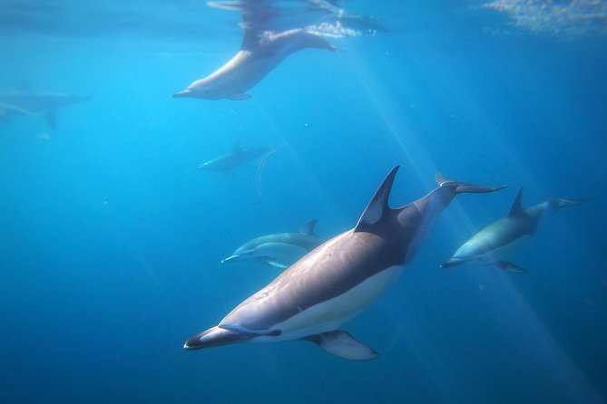 Swim With Wild Dolphins in Tauranga - When you can enter the water