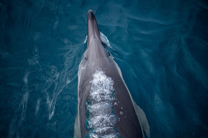 Swim With Wild Dolphins in Tauranga - Why the crew matters on a six-hour search