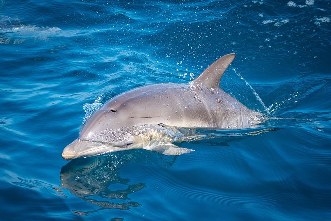 Swim With Wild Dolphins in Tauranga - Wildlife beyond the dolphins