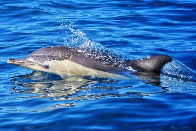 Swim With Wild Dolphins in Tauranga - What $102.39 buys you
