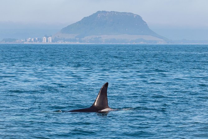 Swim With Wild Dolphins in Tauranga - Timing, season, and sea conditions