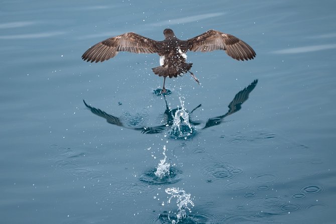 Swim With Wild Dolphins in Tauranga - Who will enjoy this most