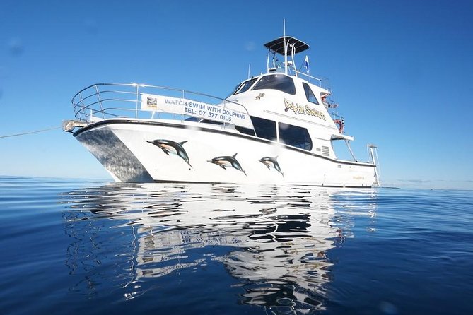 Swim With Wild Dolphins in Tauranga - Watching from the boat comes first