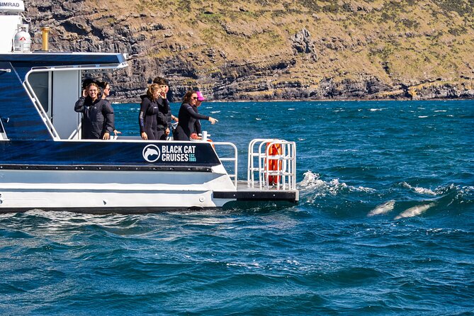 Swimming with Wild Dolphins in Akaroa - What the dolphin encounter can really be like