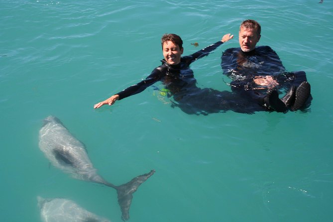 Swimming with Wild Dolphins in Akaroa - Seals, penguins, and the value of the boat ride