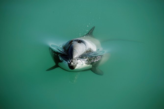 Swimming with Wild Dolphins in Akaroa - Changing, swimming, and warming up afterward