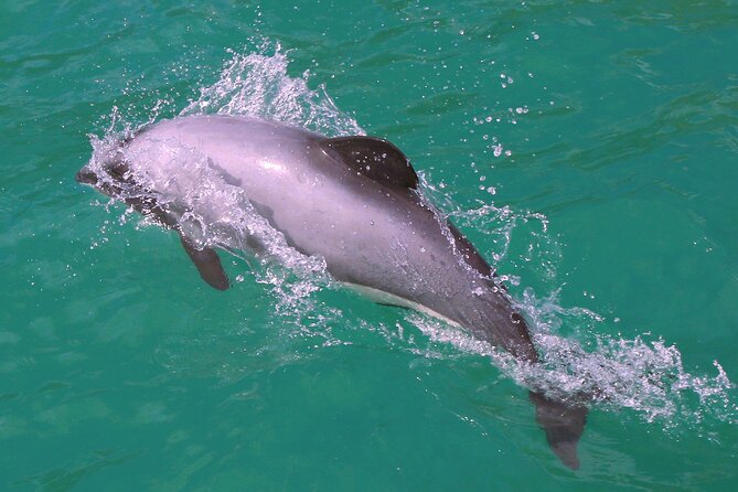 Swimming with Wild Dolphins in Akaroa - Is $128.06 good value?