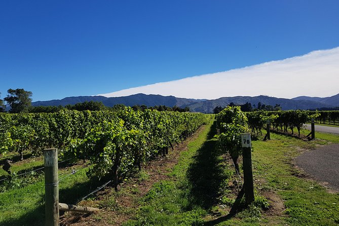Taste the Valley Wine Tour in Marlborough with Wine Tasting - Why Marlborough wine works so well in a half-day tour