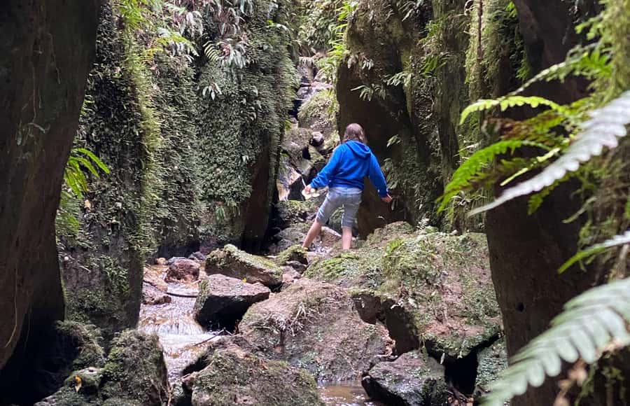 Taupo: Lake Taupo Western Bays Catamaran Tour with Bush Walk - What the $86 price really buys you