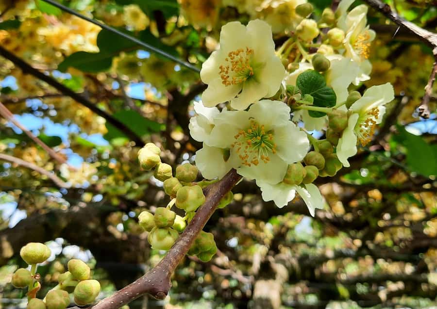 Tauranga: Kiwifruit Destination and Sights Shore Excursion - My verdict on the Tauranga orchard and sights tour
