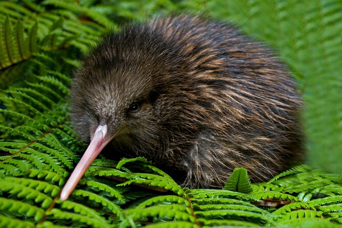 Tauranga Private Excursion: Rotorua -Te Puia-Geysers & Kiwi's - The kiwi house and Rotorua’s elusive national bird