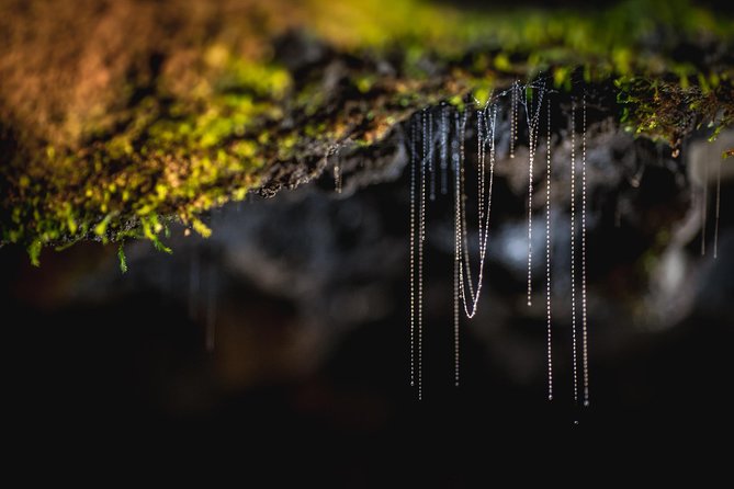 Te Anau Glow Worm Caves Tour - Is $80.05 a fair price?