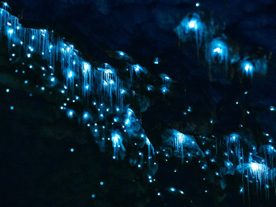 Te Anau: Glowworm Caves Guided Tour - Cavern House prepares you for the cave